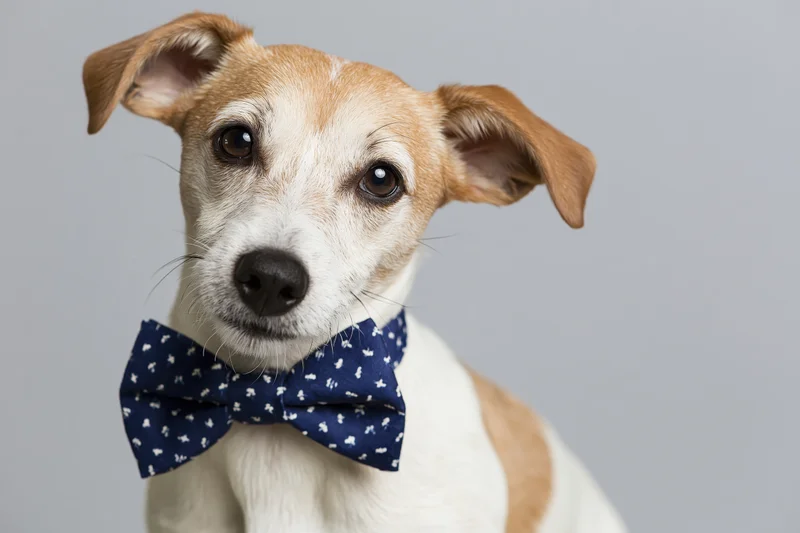 Jack russell terrier wearing navy blue patterned bowtie in studio portrait