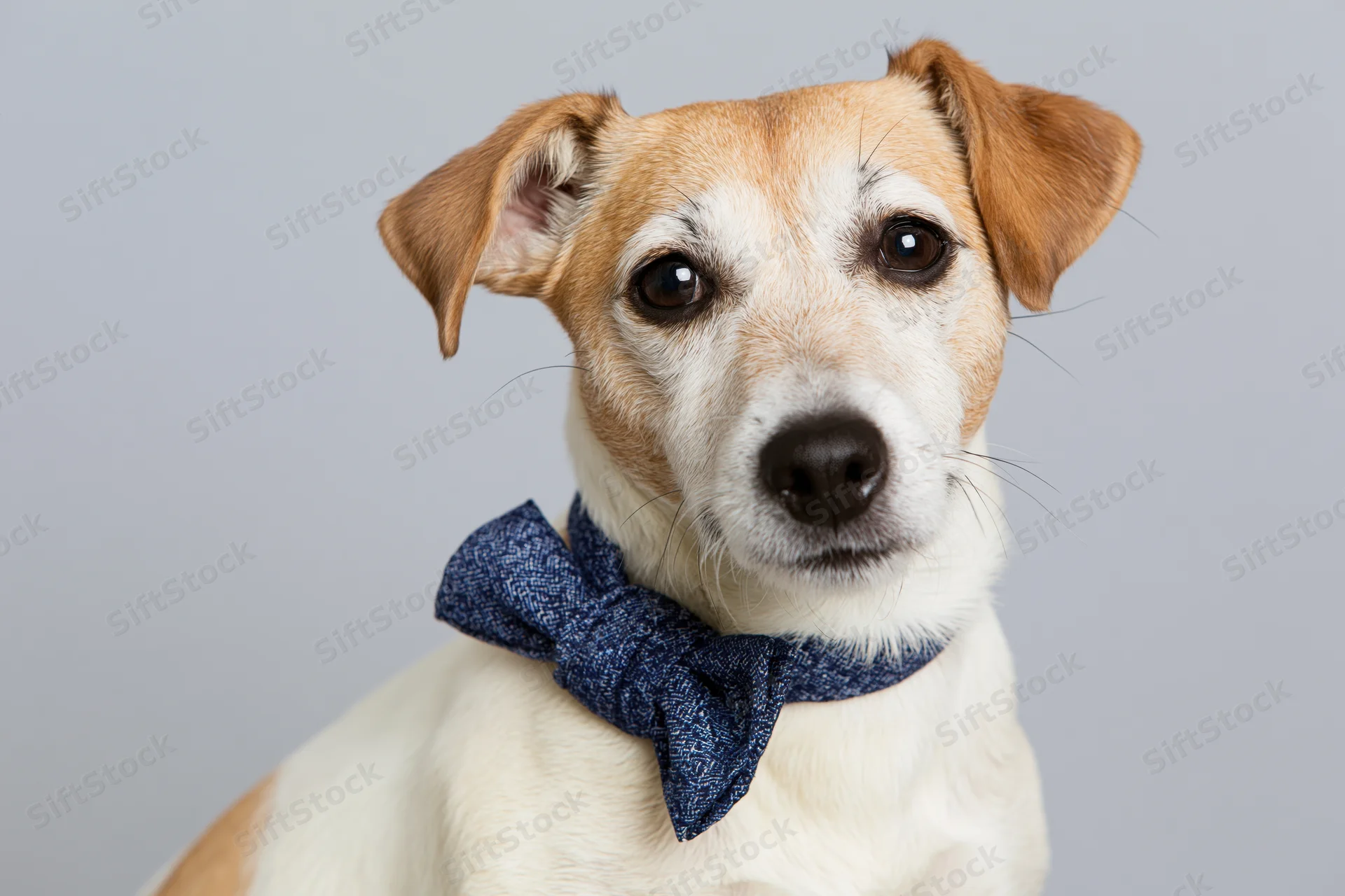 Jack russell terrier wearing a navy blue patterned bowtie in studio portrait
