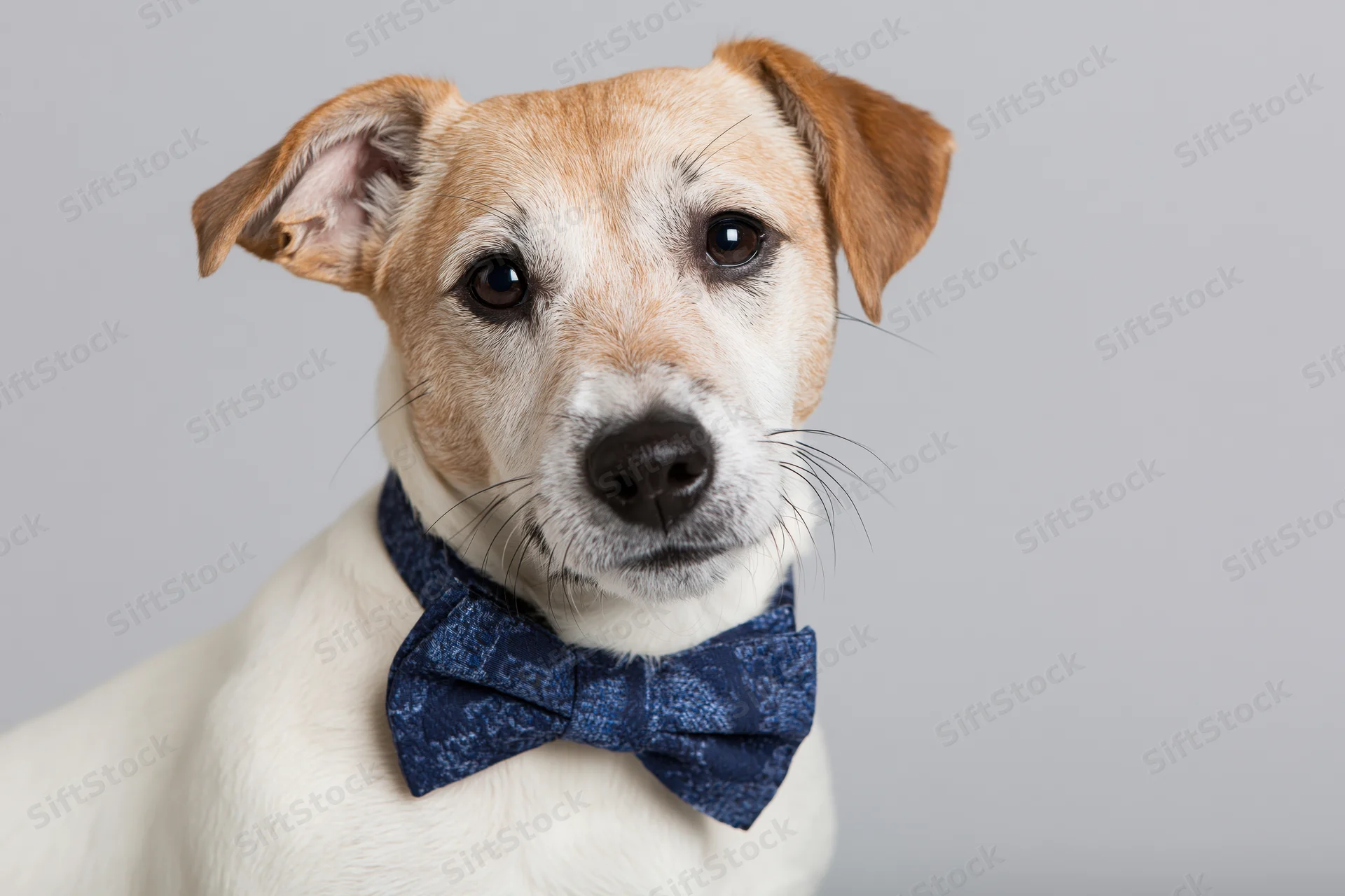 Small jack russell terrier wearing navy blue patterned bowtie in studio portrait
