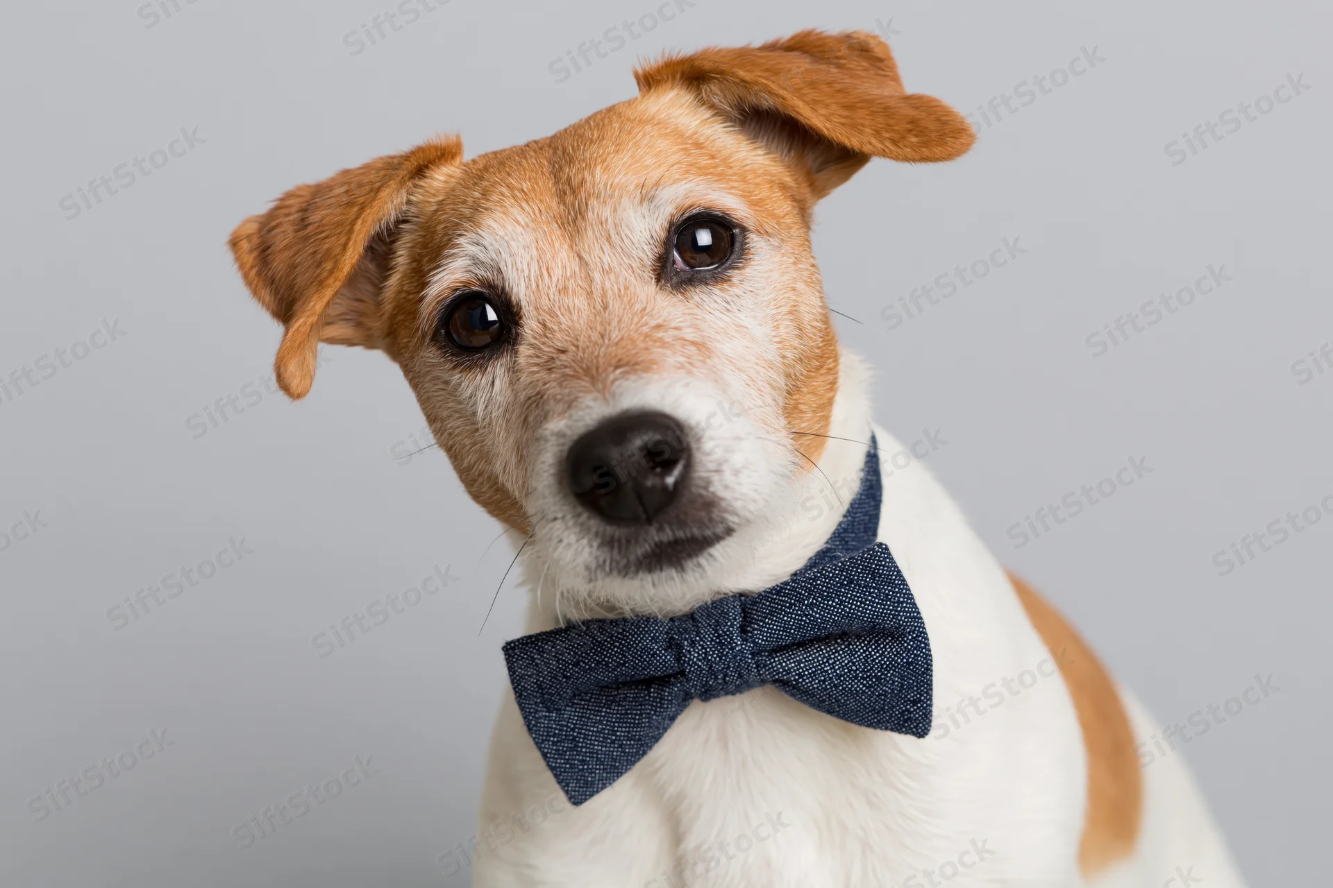 Jack russell terrier wearing navy blue patterned bowtie in studio portrait