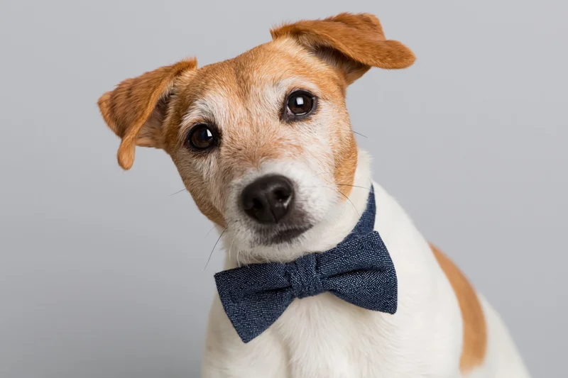 Jack russell terrier wearing navy blue patterned bowtie in studio portrait