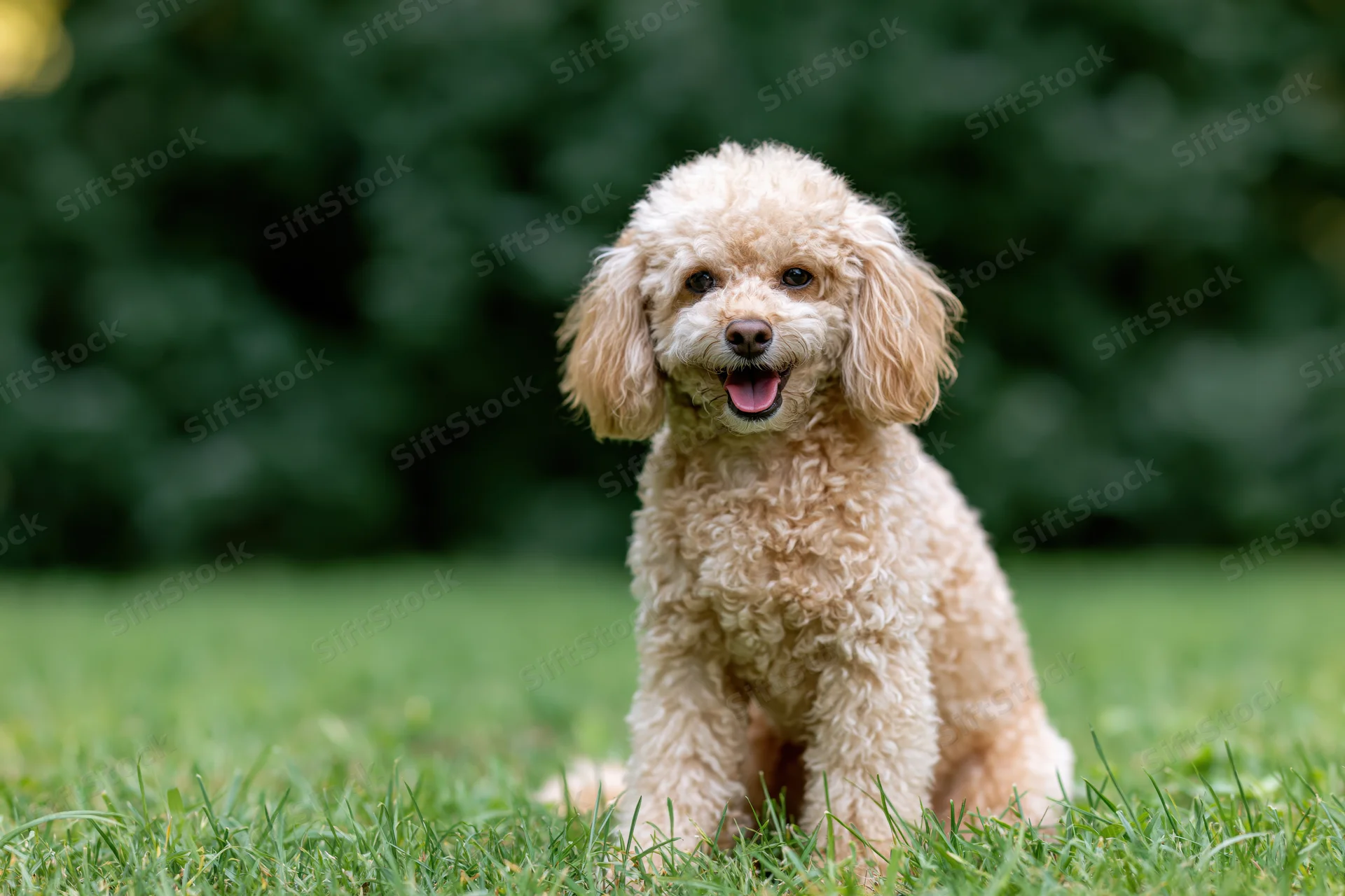 Apricot toy poodle sitting alert on green lawn with tongue out