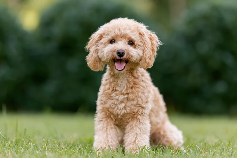 Apricot toy poodle sitting alert on green lawn with tongue out