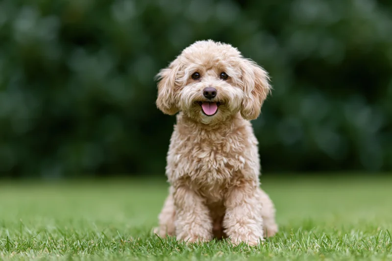 Small apricot toy poodle sitting alert on green lawn with tongue out