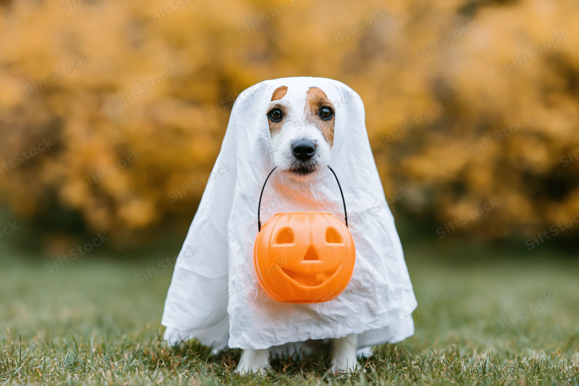 Small dog in white ghost costume holding orange pumpkin bucket on grass
