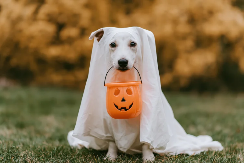 Small dog in white sheet ghost costume sitting on grass holding orange pumpkin bucket