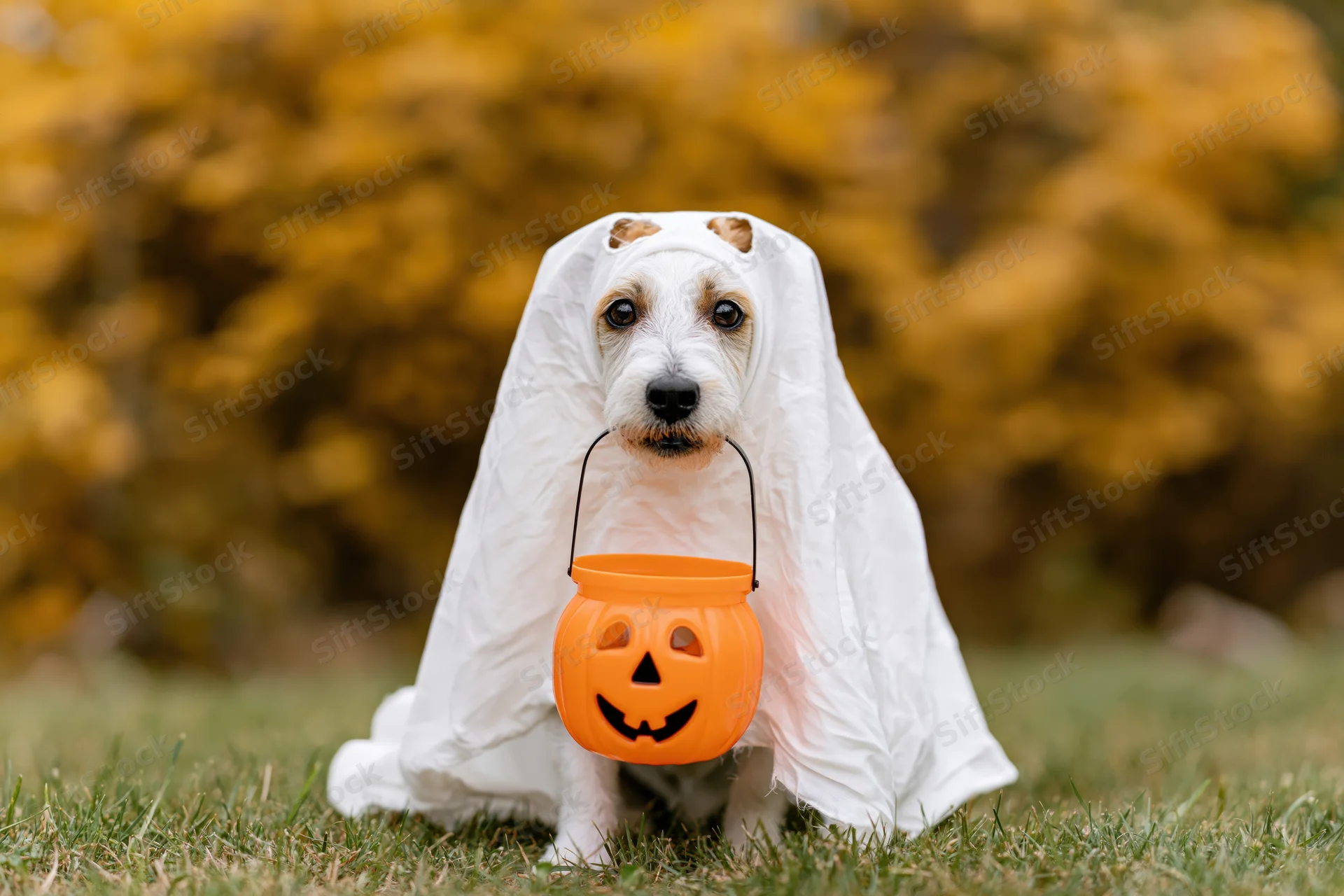 Small dog in ghost costume holding orange jack-o-lantern bucket on grassy yard