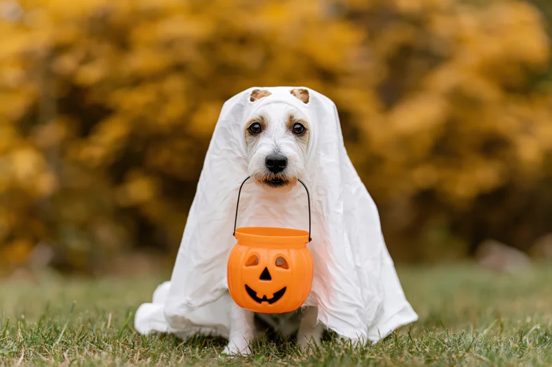 Small dog in ghost costume holding orange jack-o-lantern bucket on grassy yard