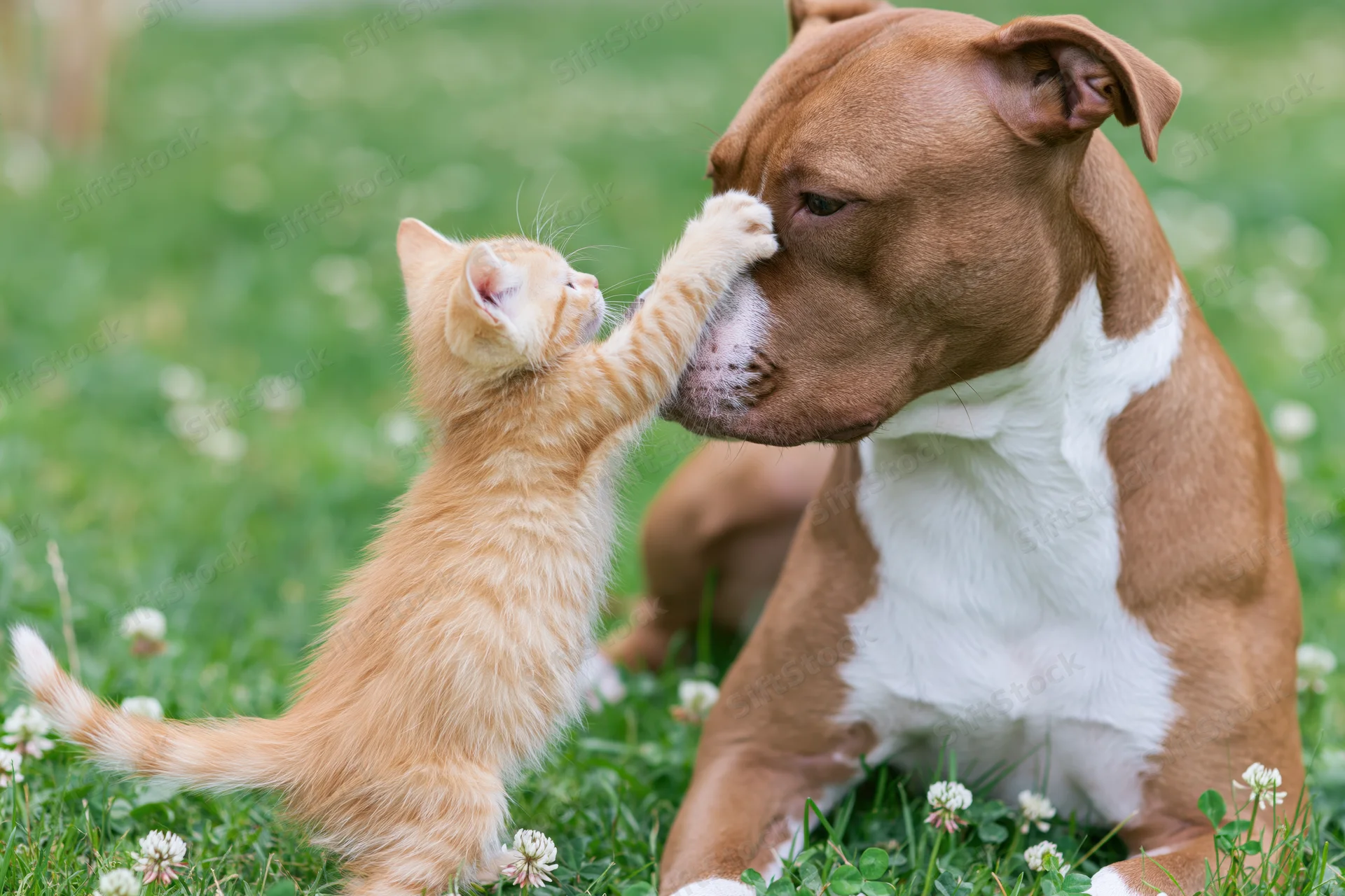 Orange kitten pawing at a brown and white dog's face in a grassy field