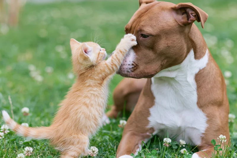 Orange kitten pawing at a brown and white dog's face in a grassy field