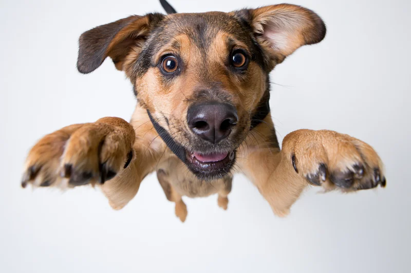 Small tan and black mixed-breed dog leaping toward the camera with paws extended in midair