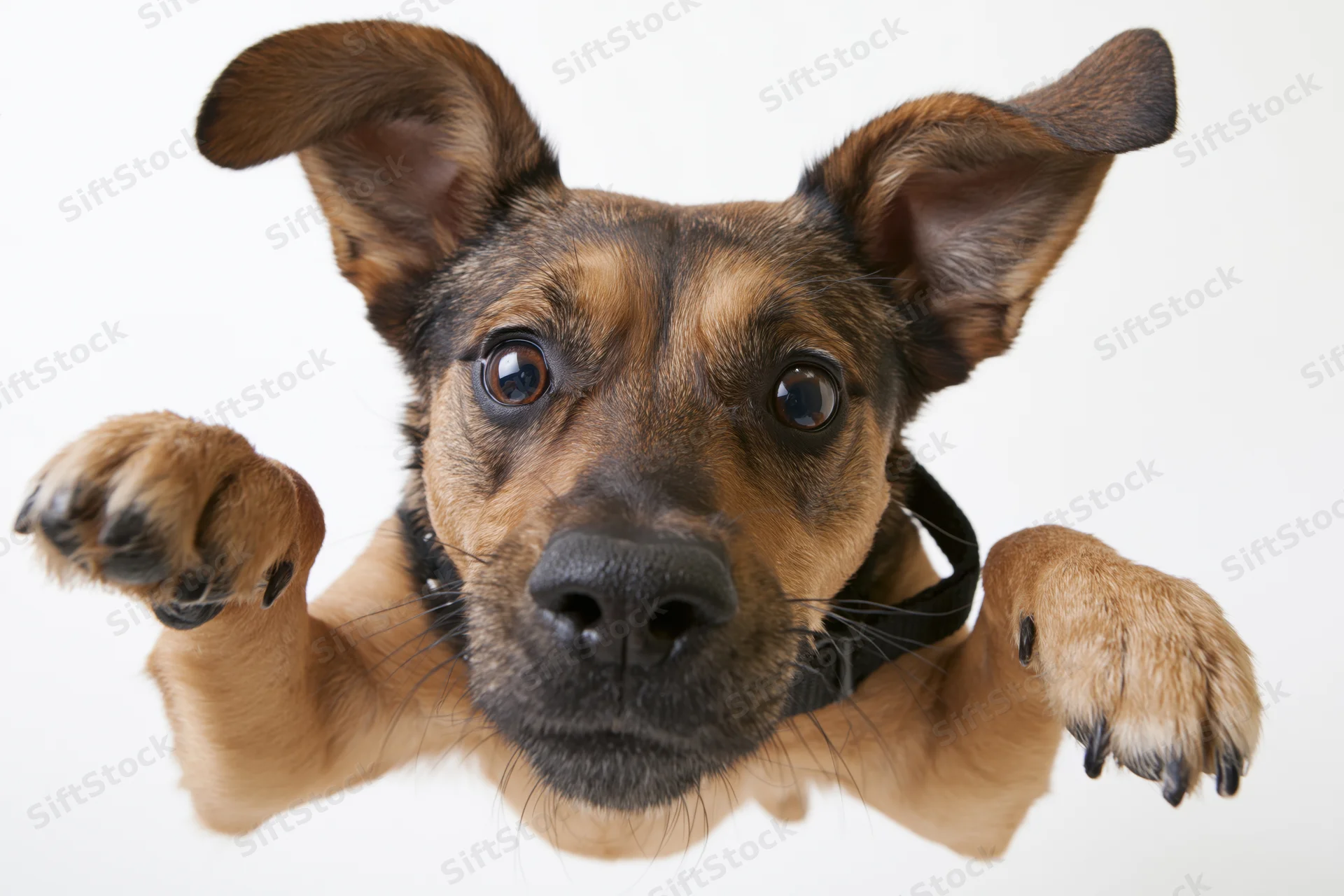 Small tan and black mixed-breed dog leaping toward the camera with paws extended and alert expression against white background