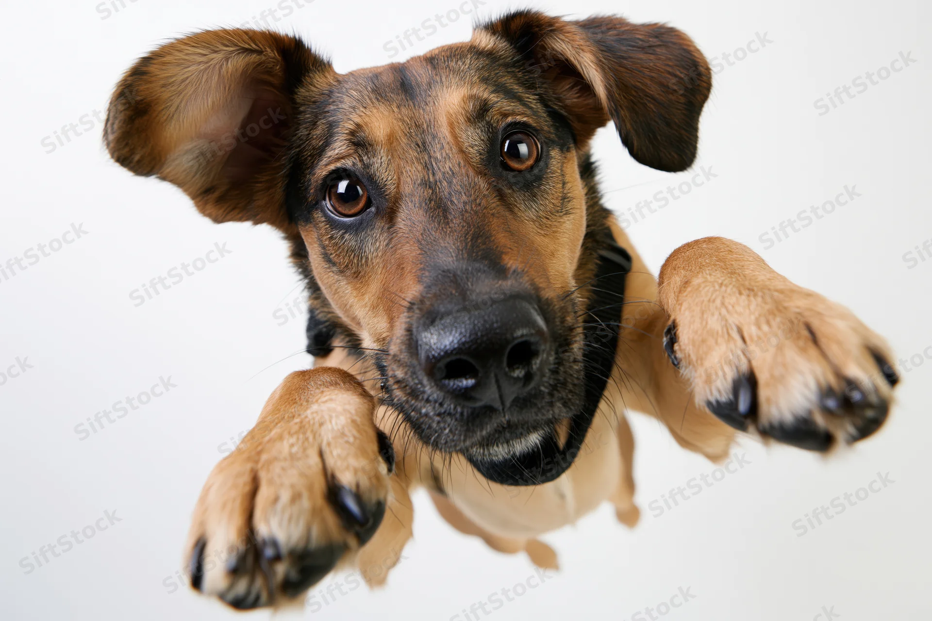 Small tan and black mixed-breed dog leaping toward the camera with paws extended in a studio setting