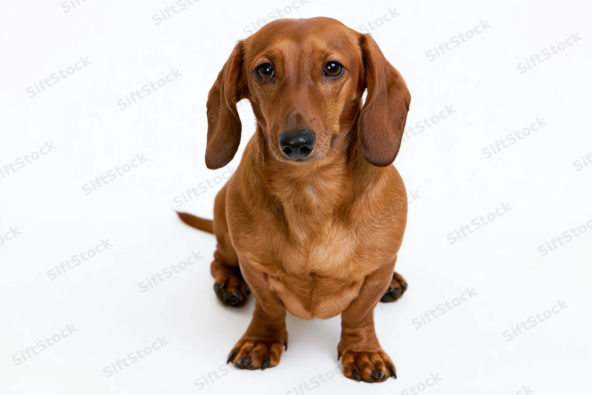 Smooth-coated red dachshund sitting upright facing the camera on white background