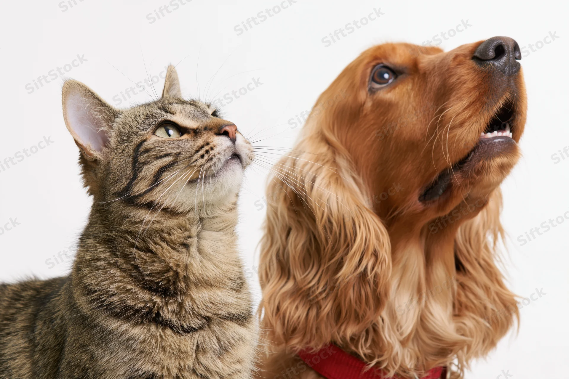 Tabby cat and cocker spaniel looking up in studio portrait