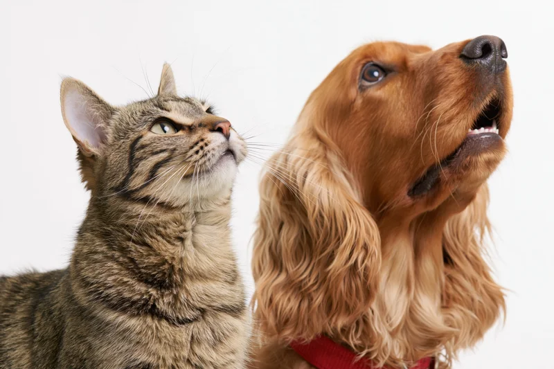 Tabby cat and cocker spaniel looking up in studio portrait