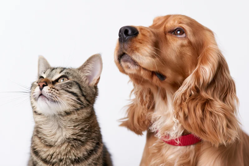 Tabby cat and cocker spaniel looking up side by side in studio