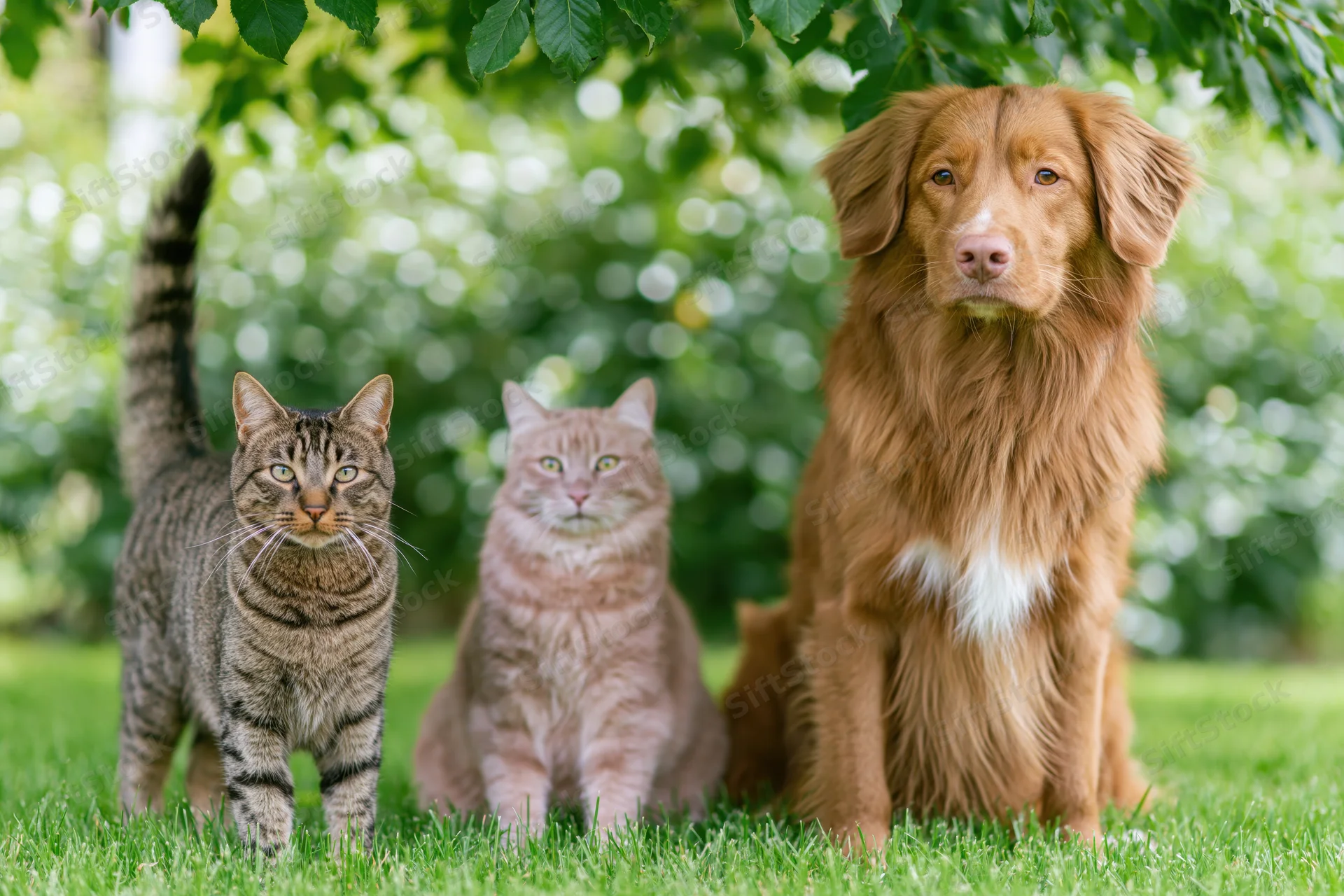 Dog and two cats sitting and standing on grass under tree leaves in garden
