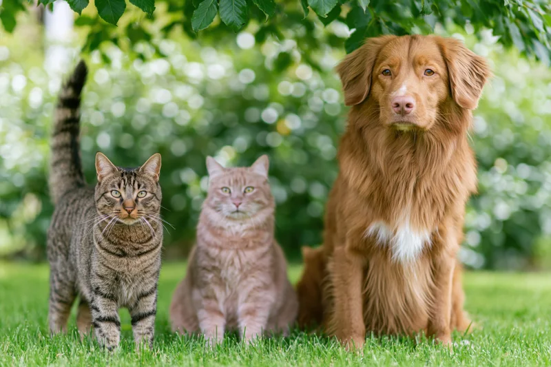 Dog and two cats sitting and standing on grass under tree leaves in garden