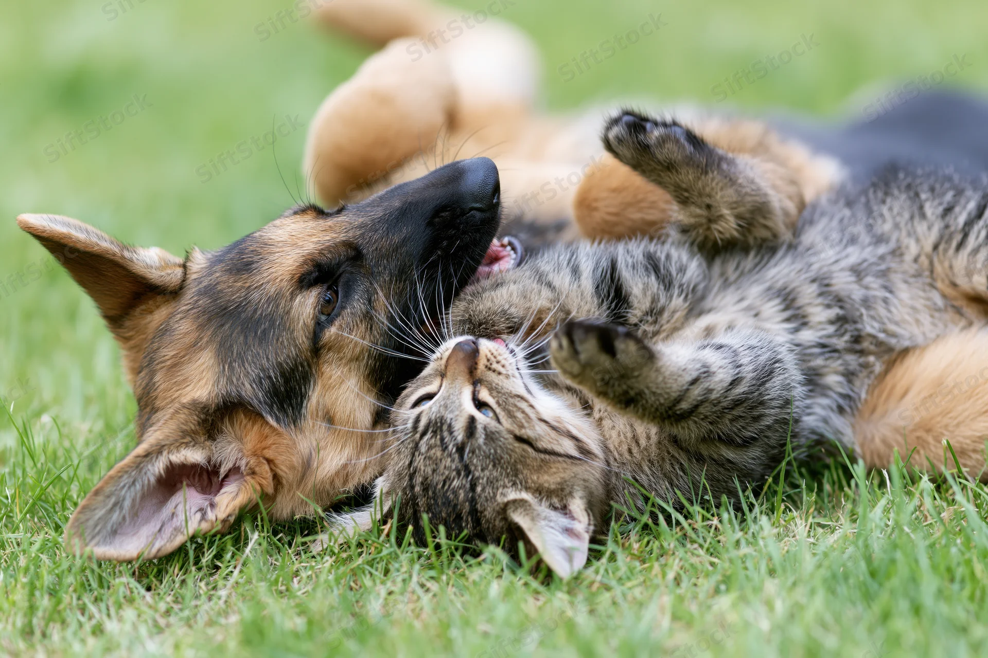 German shepherd puppy and tabby kitten rolling together on green grass