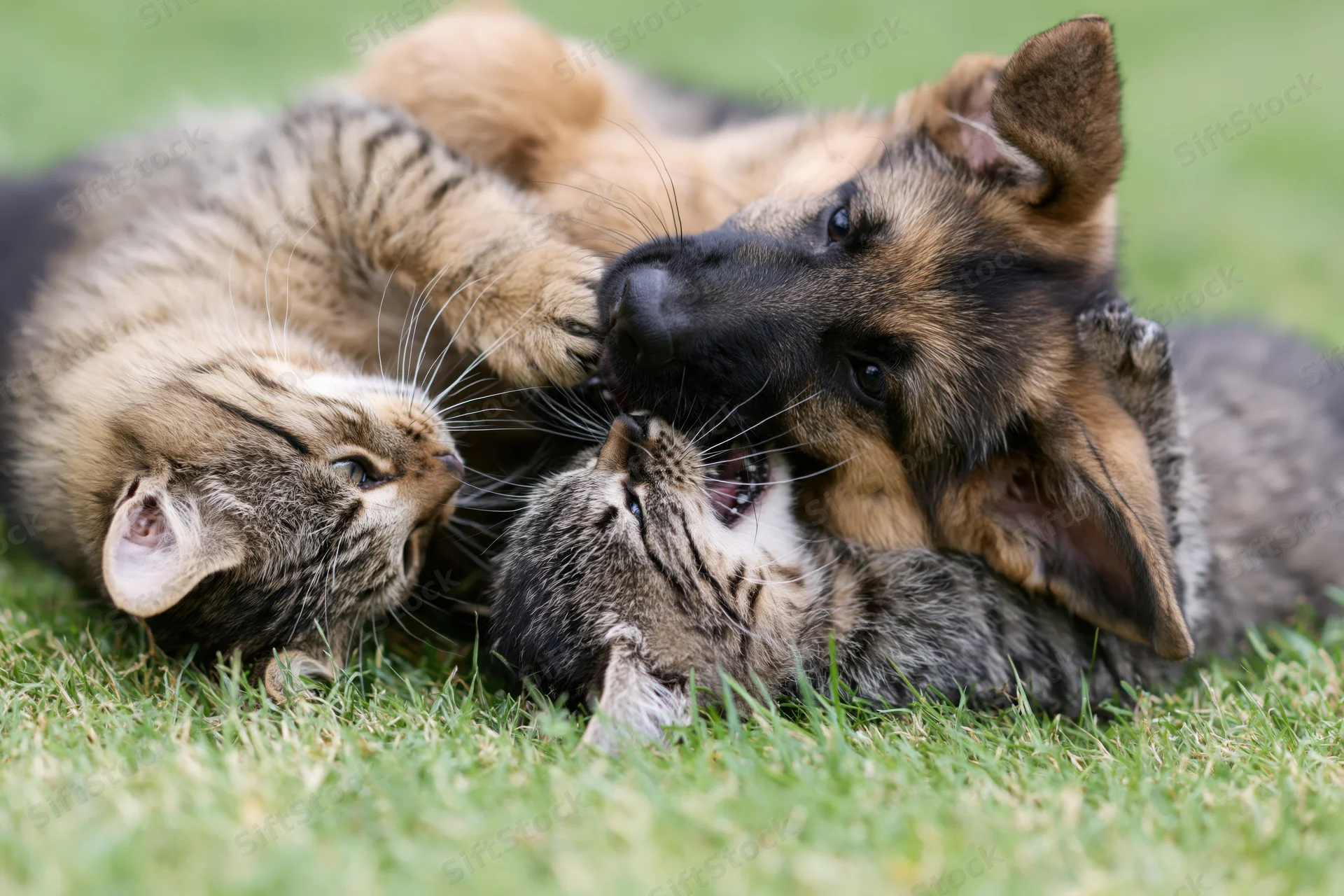 German shepherd puppy and tabby kitten rolling together on grass