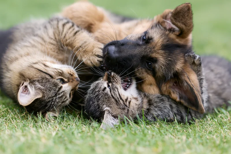 German shepherd puppy and tabby kitten rolling together on grass