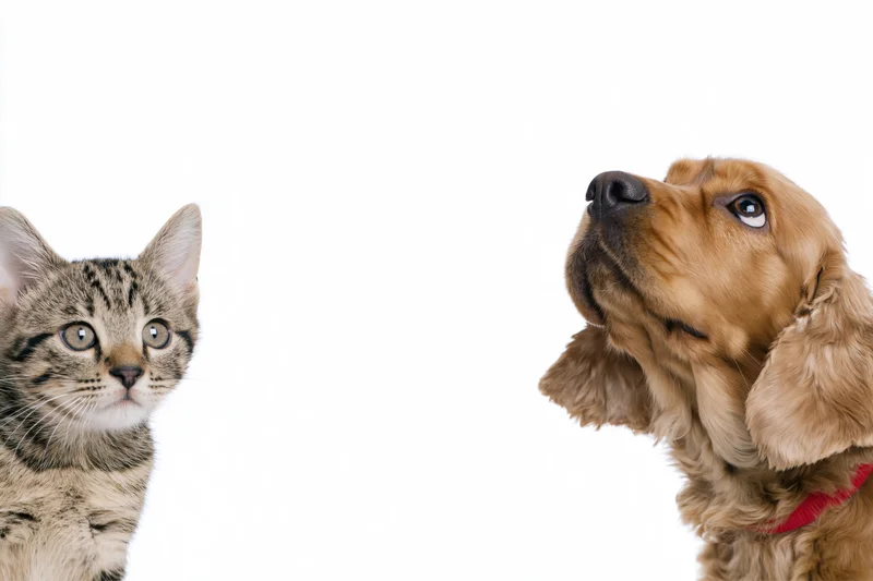Tabby kitten and cocker spaniel dog in profile view against white background