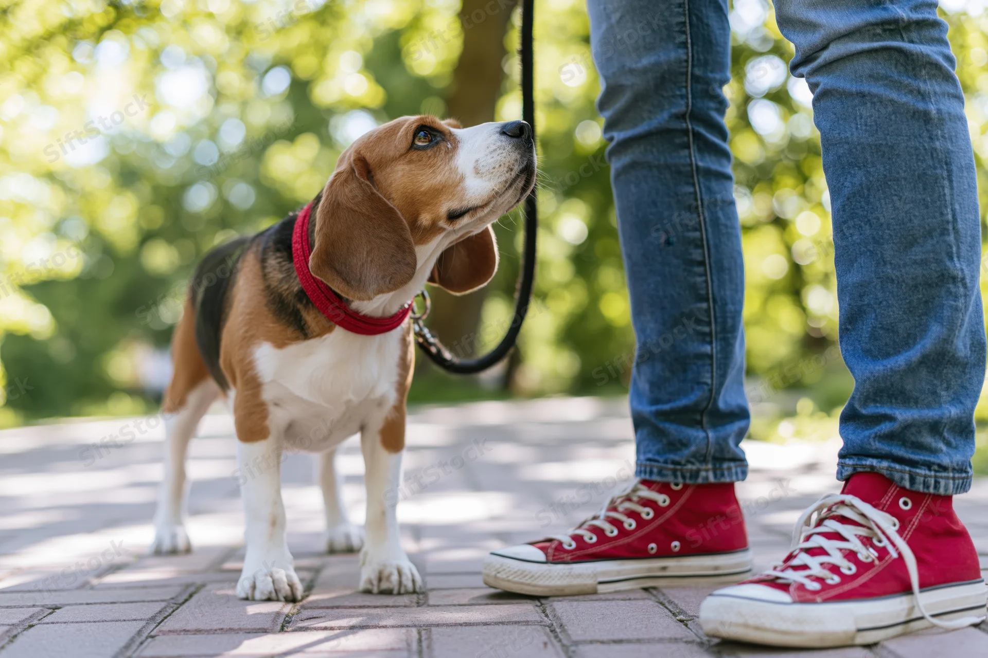Tricolor beagle puppy looking up at its owner's legs on a brick sidewalk in a sunlit park