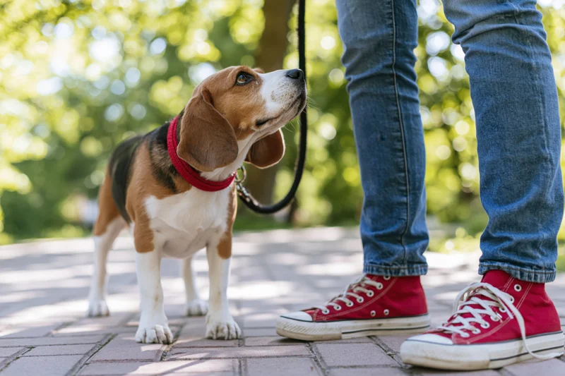 Tricolor beagle puppy looking up at its owner's legs on a brick sidewalk in a sunlit park