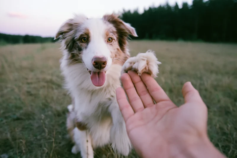 Border collie sitting in a grassy field placing its paw on a human hand