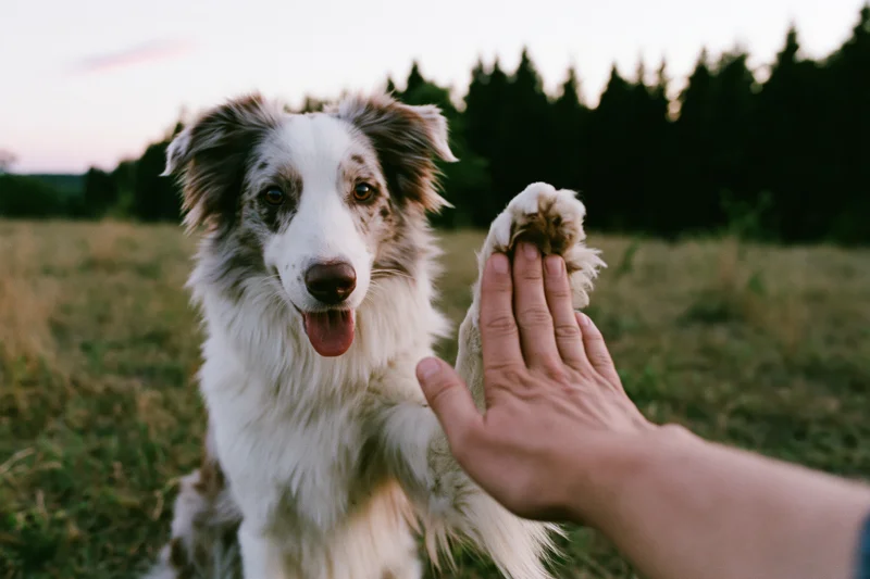 Border collie sitting in a grassy field giving paw to a human hand