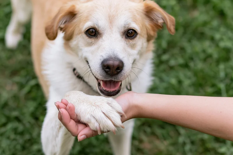 Dog giving its paw to a human hand in a grassy outdoor setting