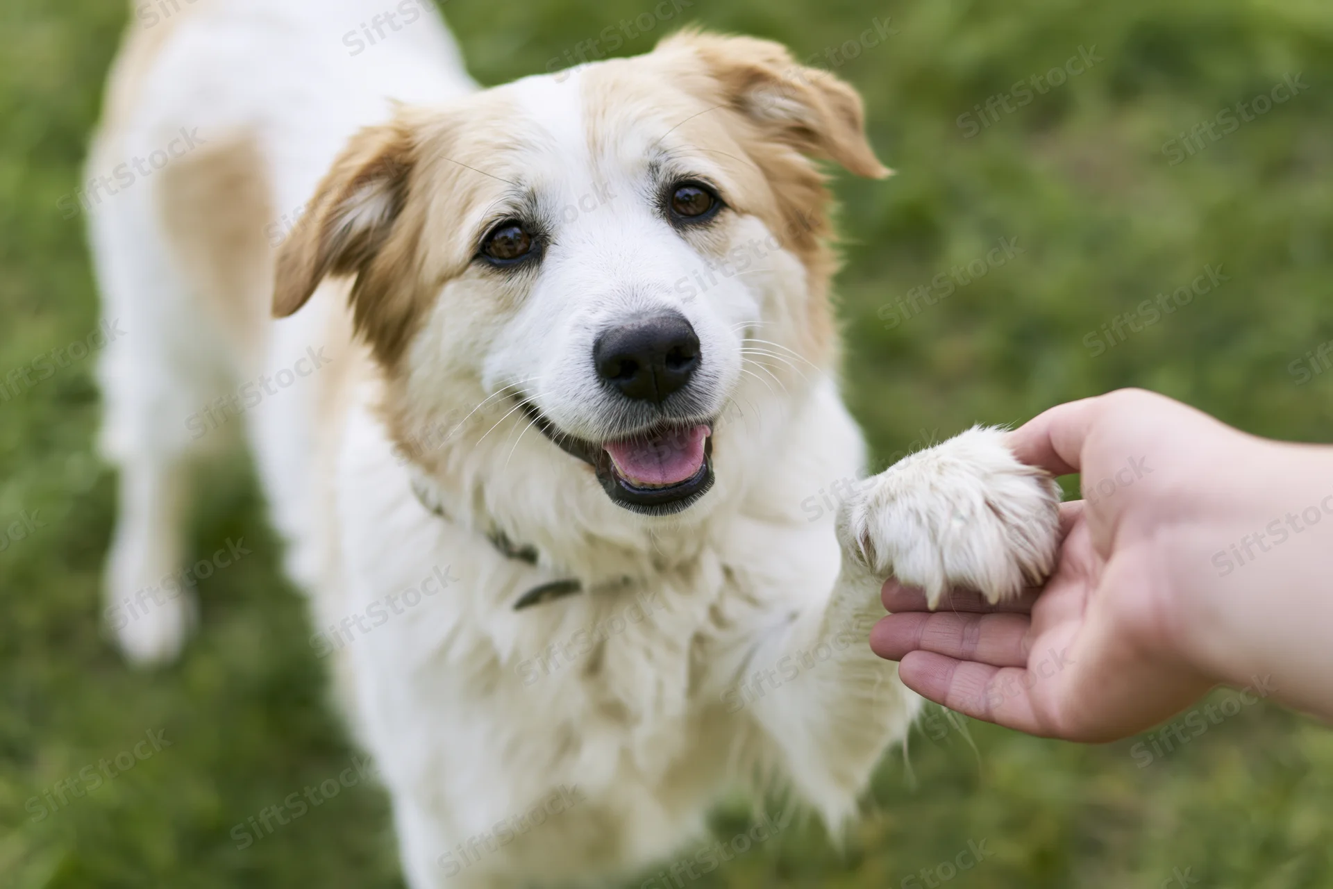 White and golden mixed-breed dog giving its paw to a human hand in a grassy outdoor setting