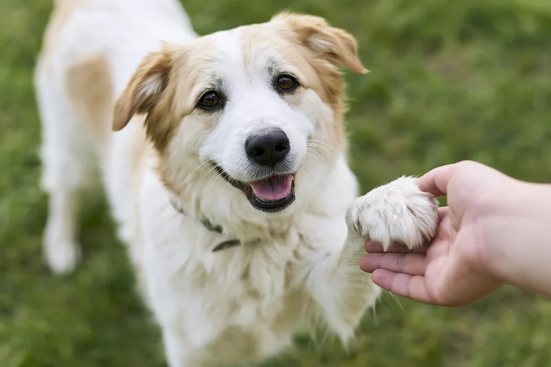 White and golden mixed-breed dog giving its paw to a human hand in a grassy outdoor setting