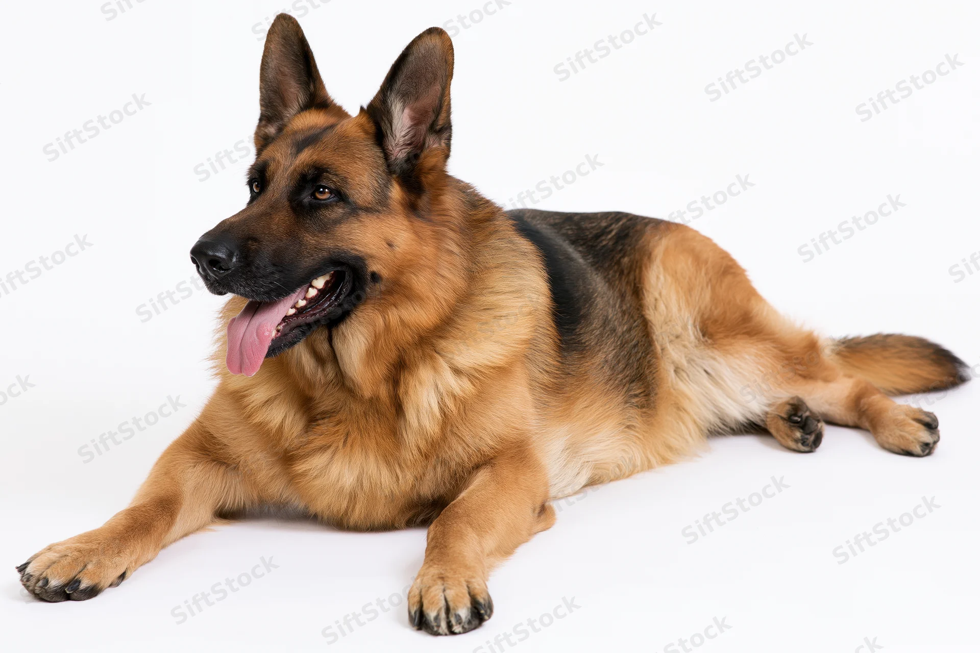 German shepherd dog lying down with front paws extended on white background