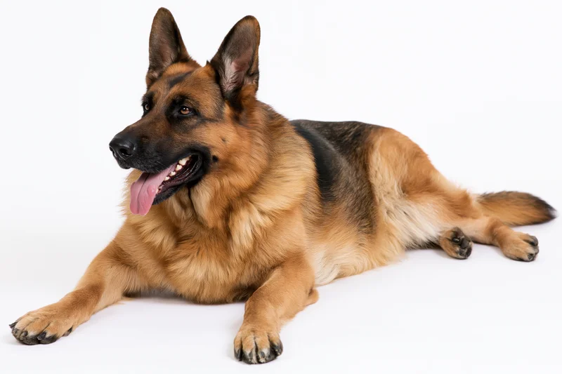 German shepherd dog lying down with front paws extended on white background