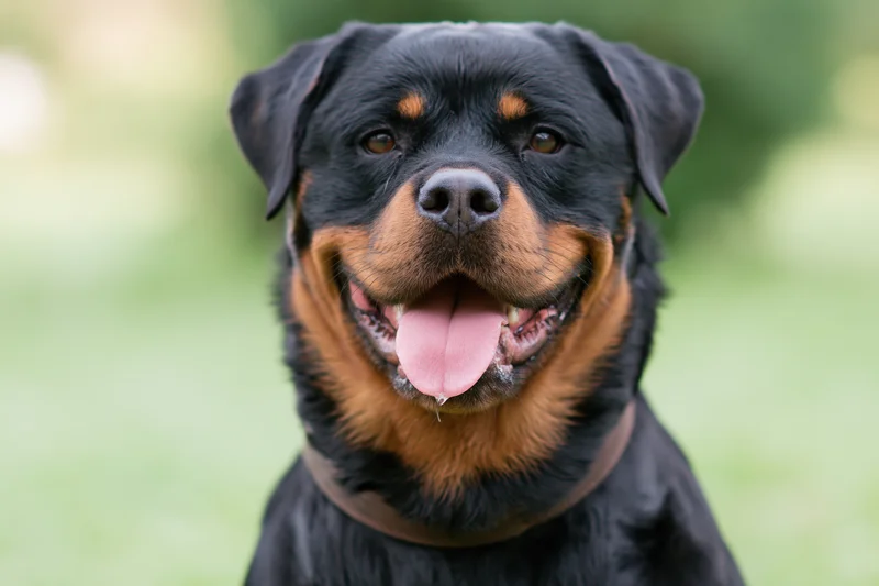 Rottweiler with open mouth and tongue out facing camera in outdoor setting