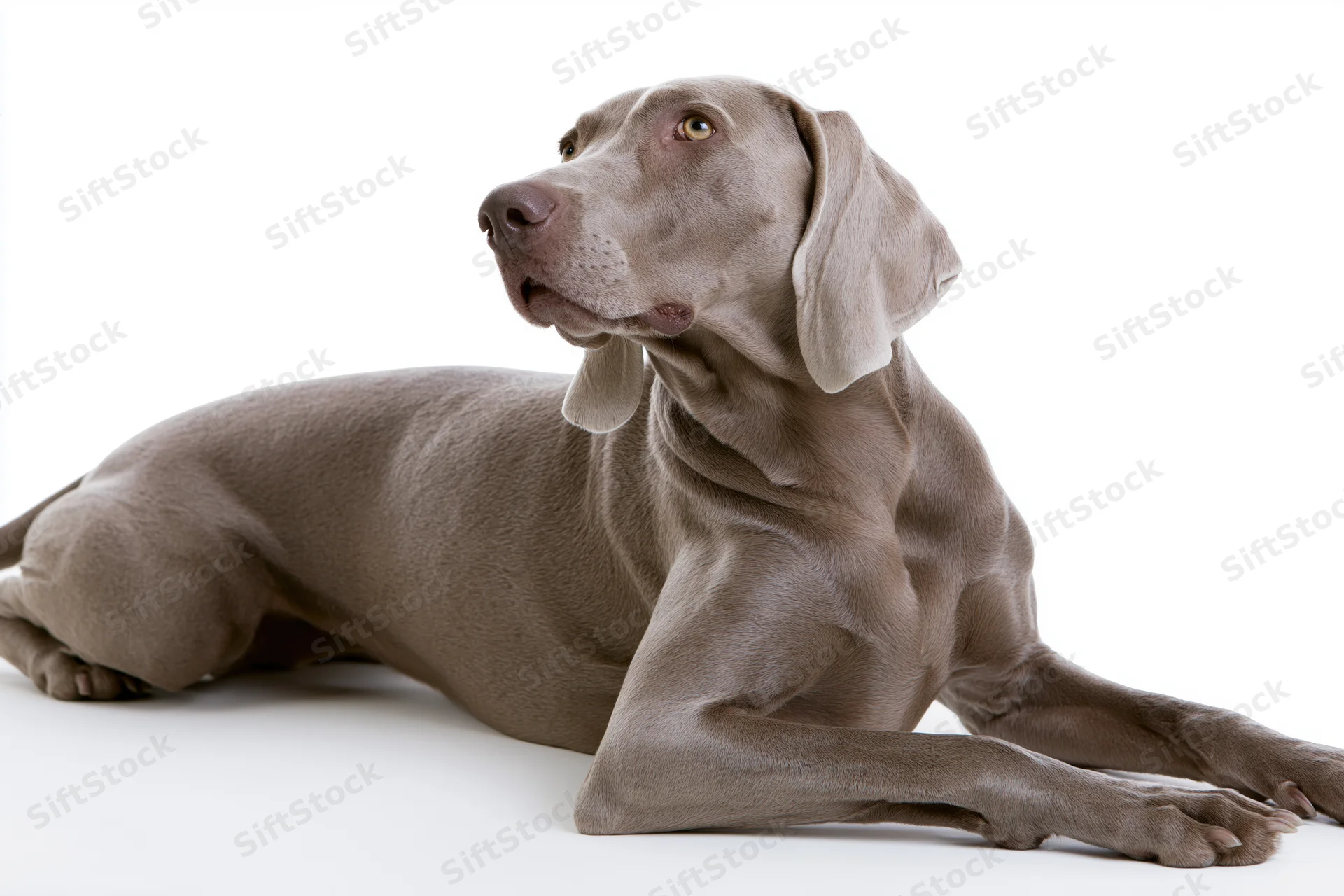 Weimaraner dog lying down with front legs extended and head raised on white background