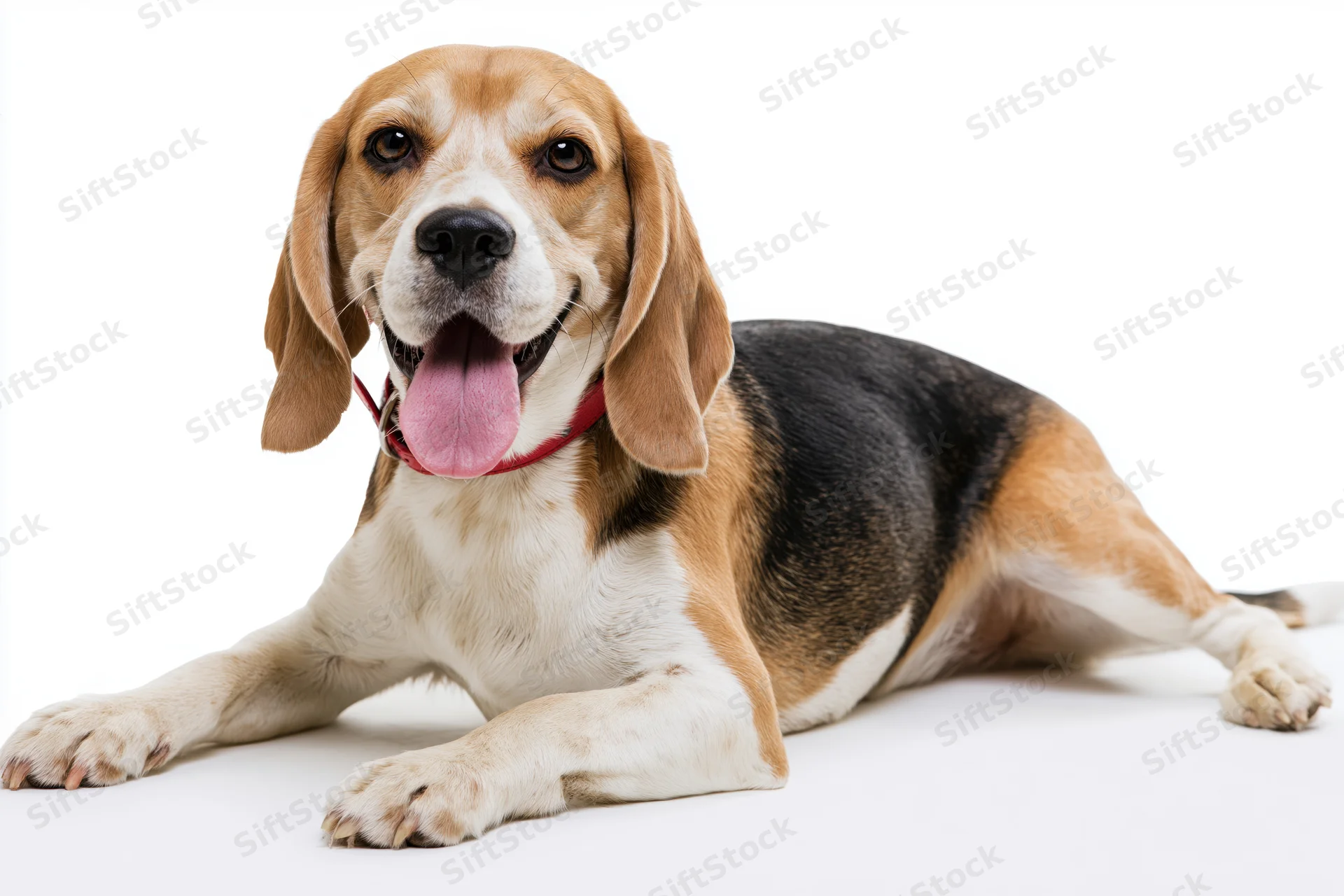 Beagle dog lying down with tongue out on white background