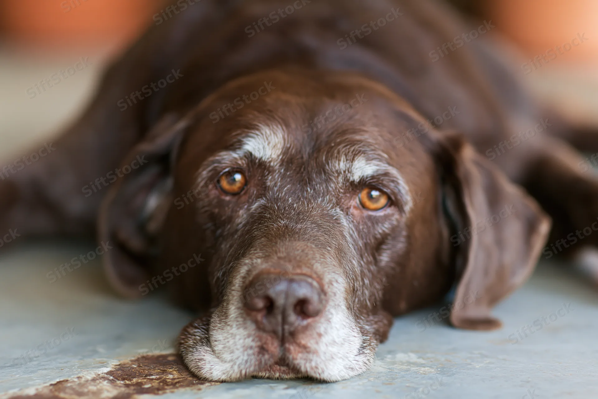 Aging chocolate labrador resting head on concrete floor