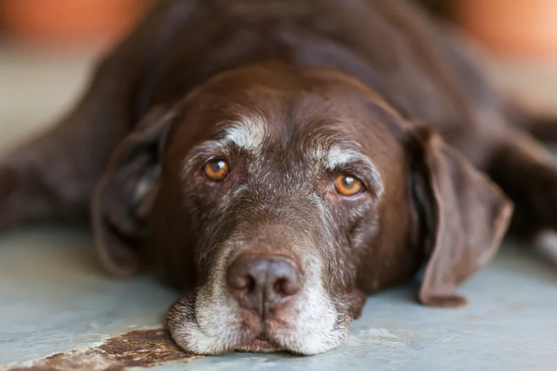 Aging chocolate Labrador resting its head on a concrete floor