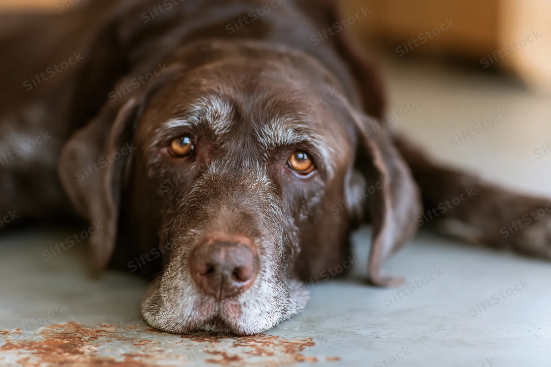 Aging chocolate labrador resting head on concrete floor indoors
