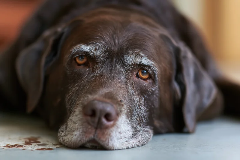 Aging chocolate labrador resting its head on a concrete floor indoors