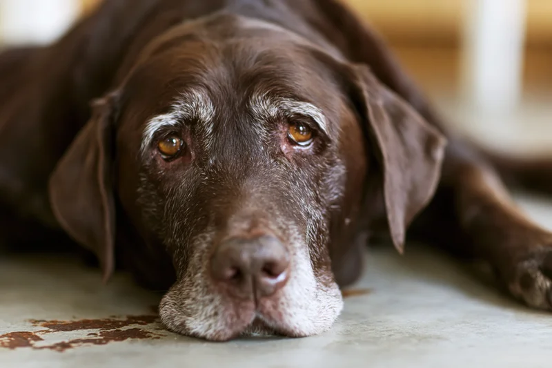 Aging chocolate labrador resting head on concrete floor indoors
