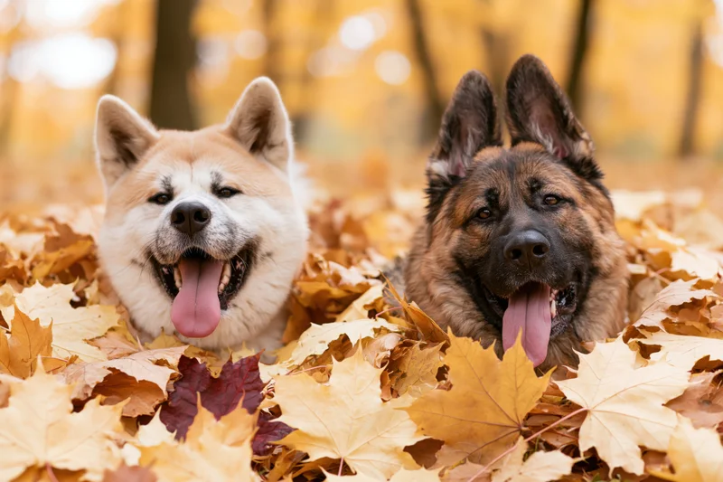 Two dogs lying in a pile of autumn leaves in a park