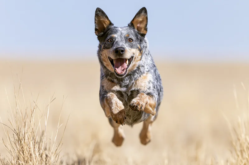 Australian cattle dog running midair toward camera in dry grass field