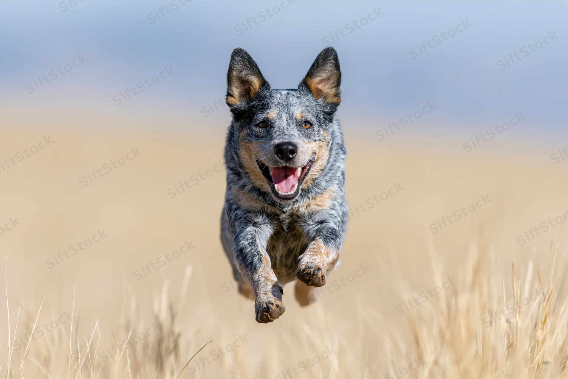 Australian cattle dog running midstride toward camera in golden grass field