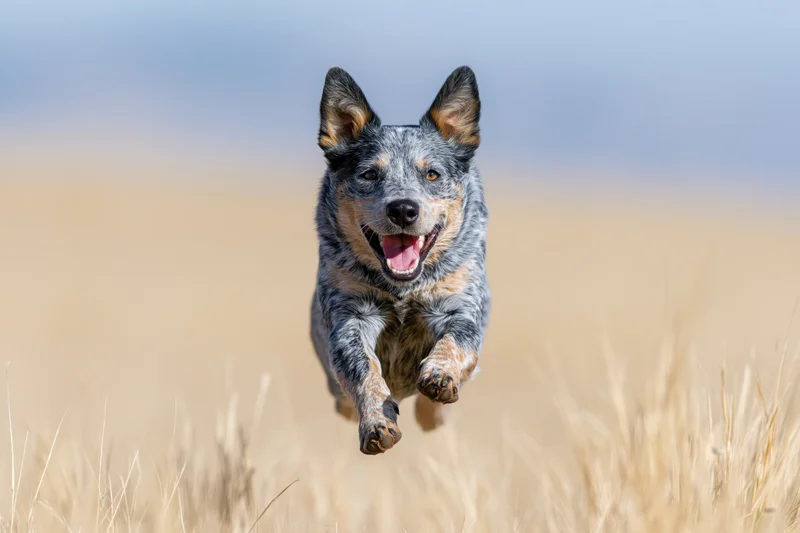Australian cattle dog running midstride toward camera in golden grass field