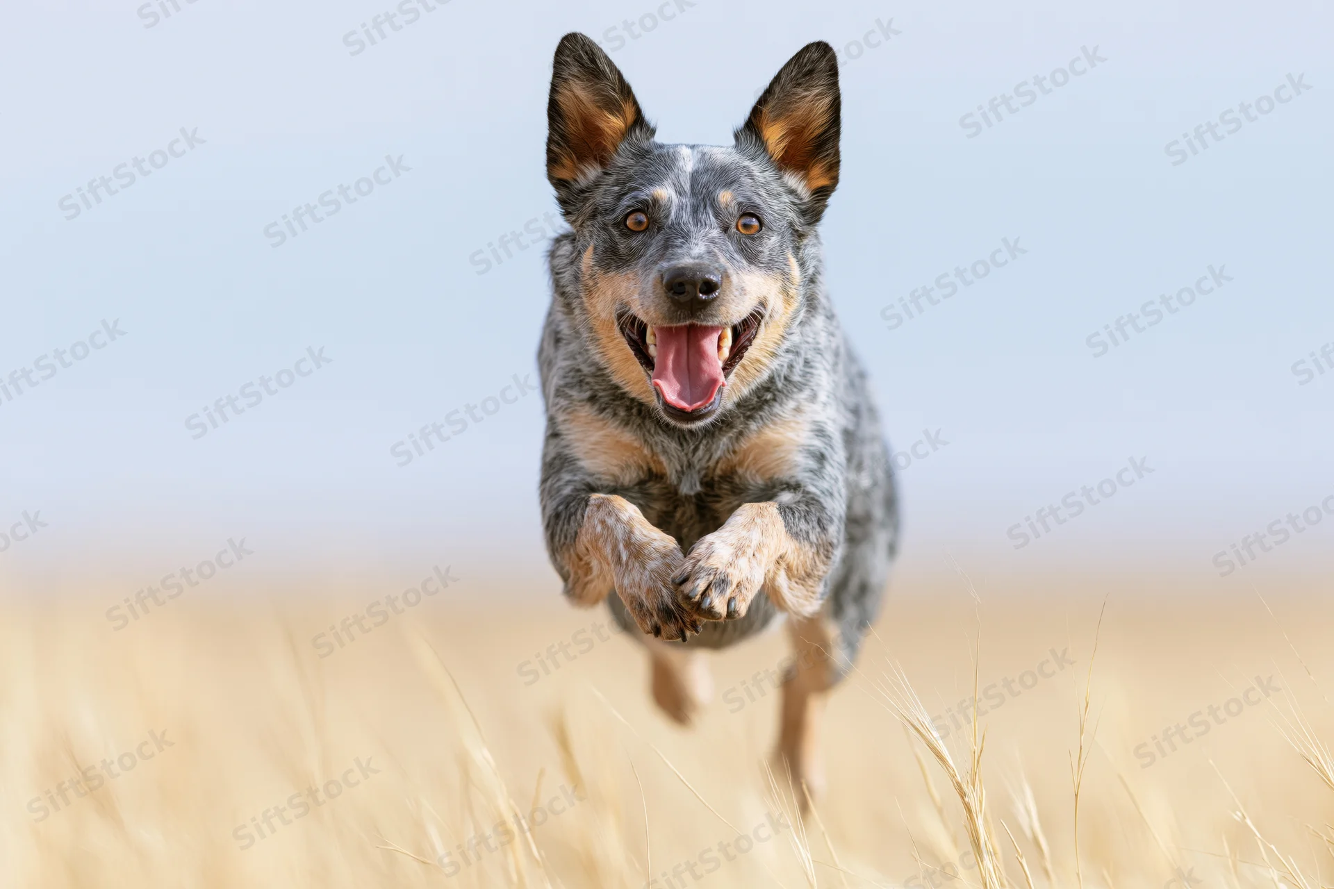 Australian cattle dog running midstride toward camera in golden wheat field