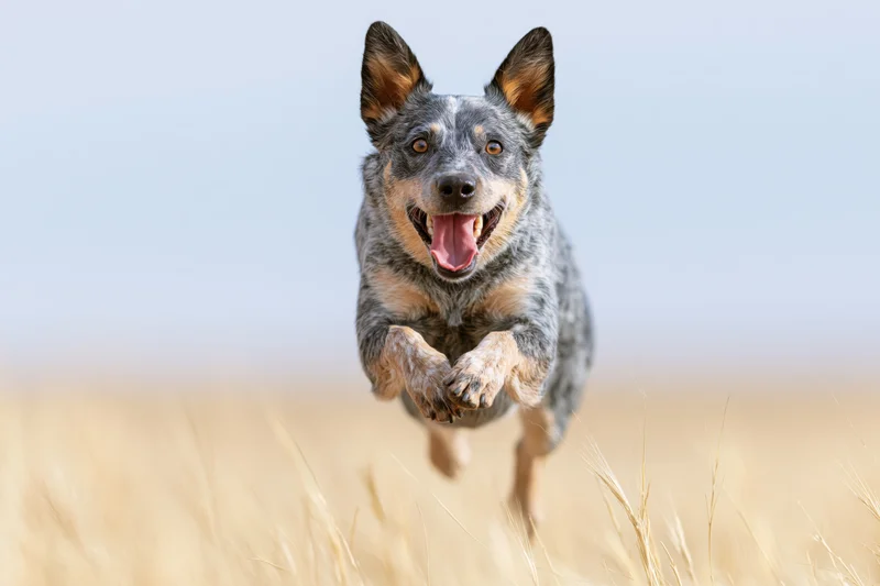Australian cattle dog running midstride toward camera in golden wheat field